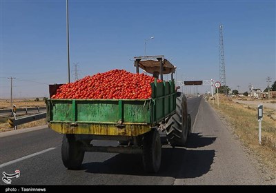 زحمتی که به تاراج می‌رود؛ برداشت «بی‌حاصل» گوجه فرنگی از مزارع خراسان شمالی+تصاویر 