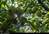 قیمت خرید تضمینی سیب تاکنون در ارومیه اعلام نشده است