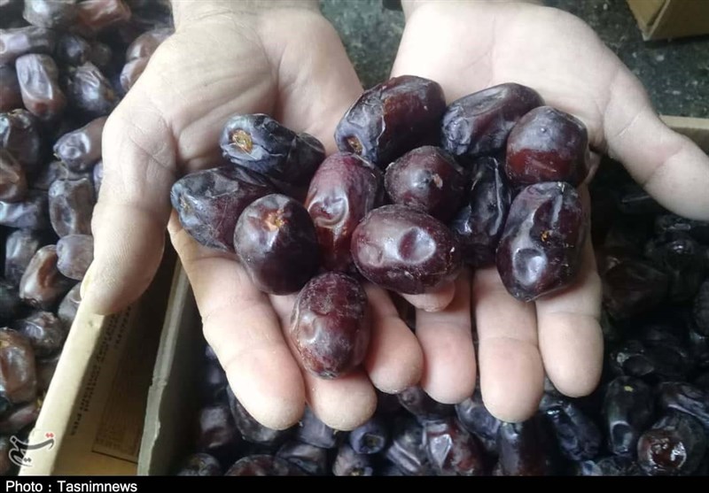 پایانه صادراتی محصول خرما در استان بوشهر ایجاد می‌شود