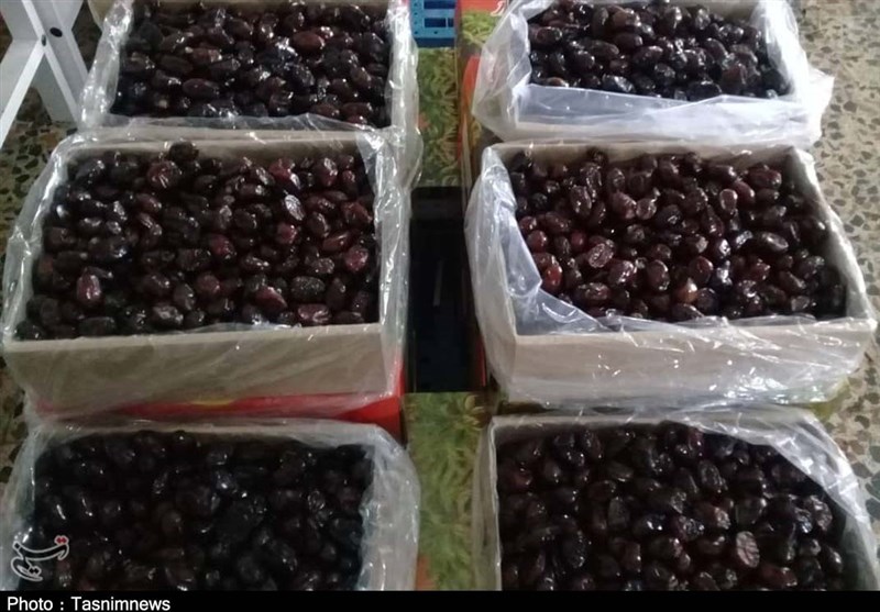 17 هزار تن خرما از استان بوشهر برای تنظیم بازار به تهران ارسال شد