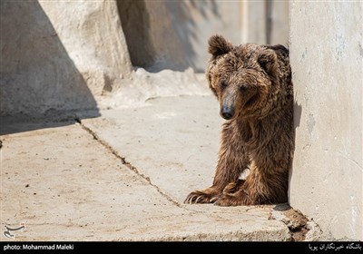 مرکز بازپروری حیوانات پردیسان