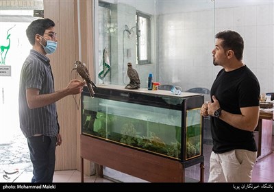 تحویل دادن دلیجه یافت شده توسط یکی از شهروندان به مرکز بازپروری حیوانات پردیسان