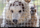 هویار توله خرسی که حدود 6 ماه پیش در کنار لاشه مادرش یافت شده بود در مرکز بازپروری حیوانات پردیسان