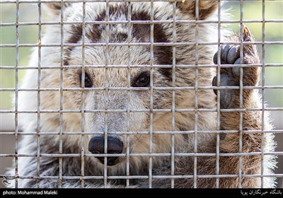 هویار توله خرسی که حدود 6 ماه پیش در کنار لاشه مادرش یافت شده بود در مرکز بازپروری حیوانات پردیسان