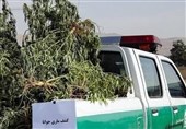 گزارش| ماجرای کشت مواد مخدر در زنجان / اظهار بیاطلاعی جهاد کشاورزی از مزارع کشت "گل"