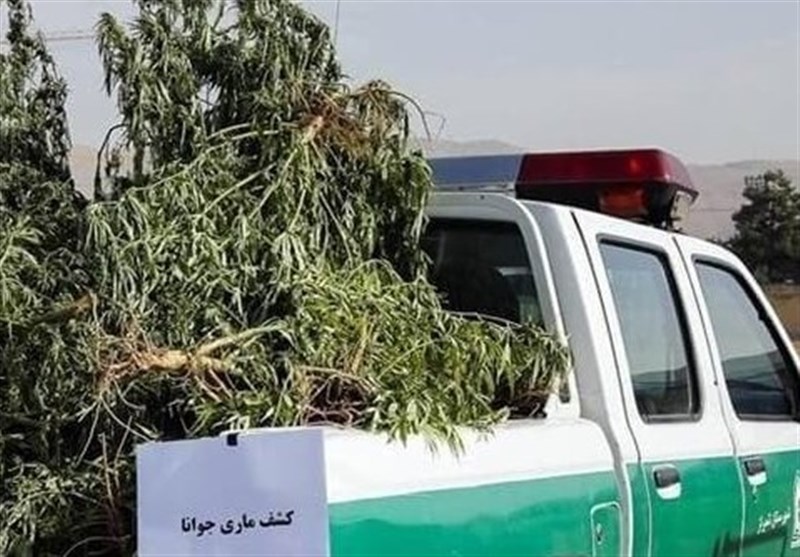 گزارش| ماجرای کشت مواد مخدر در زنجان / اظهار بی‌اطلاعی جهاد کشاورزی از مزارع کشت‌ &quot;گل&quot;