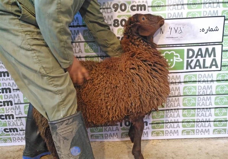 دام کالا، سایتی می‌توانیم از آن گوسفند زنده را خریداری کنیم