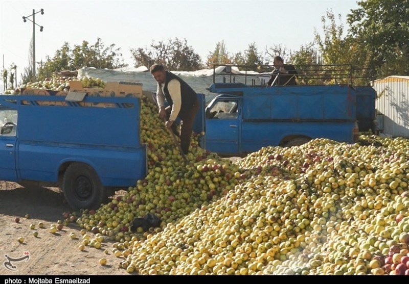 فروش سیب به صورت غیربهداشتی در کنار جاده در ارومیه به روایت تصویر