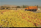 قیمت خرید توافقی سیب صنعتی 1500 تومان شد/ محصول باغداران استان آذربایجان غربی کنار جاده درحال پوسیدن