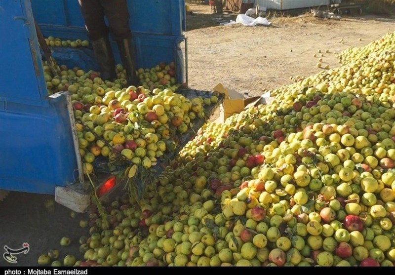 وعده‌های مسئولان آذربایجان‌‌غربی کنار جاده‌ها انباشته شد/ قیمت &quot;سیب‌ زیردرختی&quot; کمتر از 800تومان