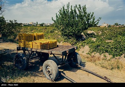 ملکان ، قطب تولید انگور در کشور