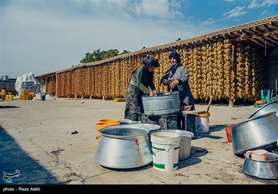 ملکان ، قطب تولید انگور در کشور