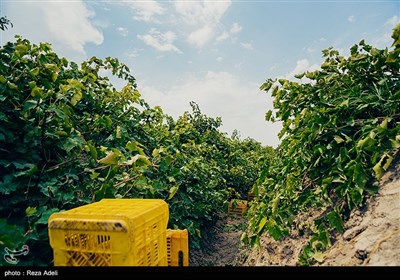 ملکان ، قطب تولید انگور در کشور