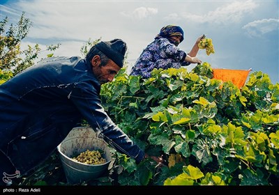 ملکان ، قطب تولید انگور در کشور