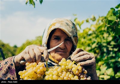 ملکان ، قطب تولید انگور در کشور