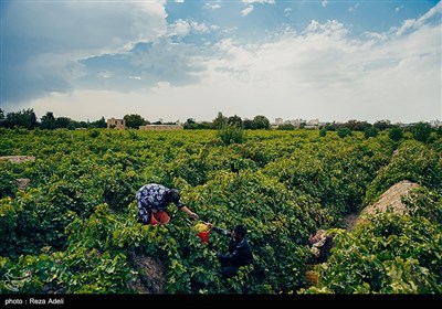 ملکان ، قطب تولید انگور در کشور