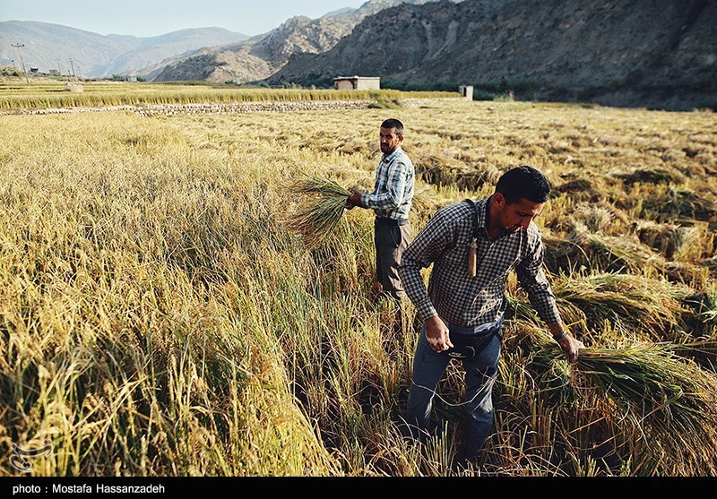 پیش بینی افزایش تولید برنج کشور به بیش از 2.4 میلیون تن طی امسال