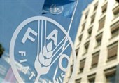 رشد 2 رقمی تولید گندم و برنج ایران/ فائو: ایران امسال 19.5 میلیون تن غله تولید کرد