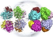 Scientists Discover Ancient form of Rubisco