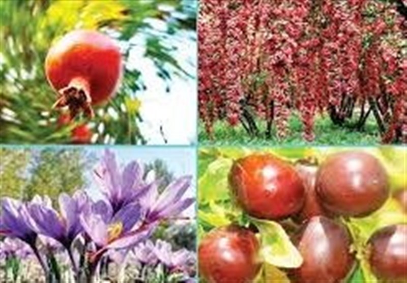 تولیدکنندگان برتر کشاورزی در استان سمنان معرفی شدند