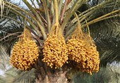 از نخلستان تا فضای مجازی