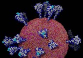 First Detailed Images of Coronavirus to Help Scientists Find Vaccine