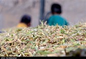 کشت برنج فقط در شمال کشور مجاز است/ مصرف 5 برابری آب برای کشت برنج در خوزستان