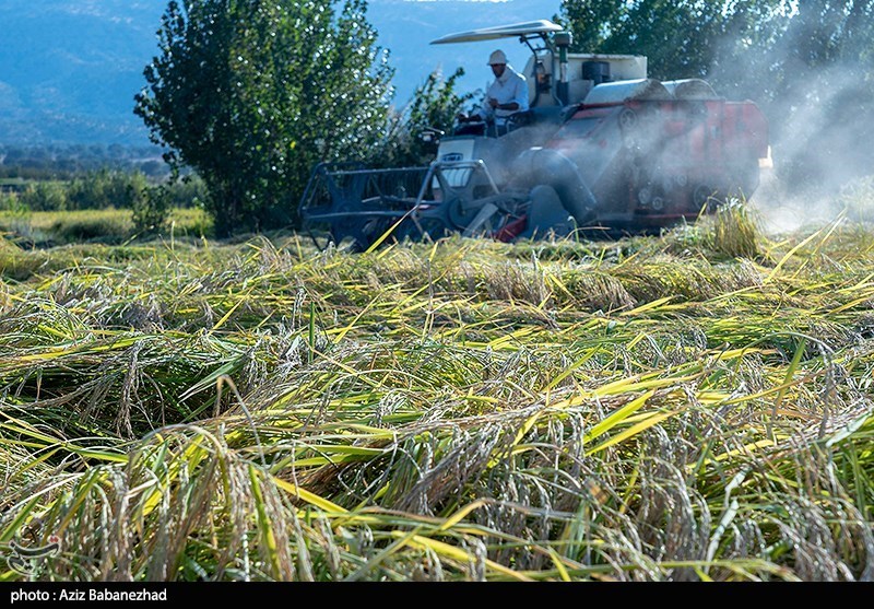 نائب رئیس کمیسیون کشاورزی مجلس: برنج مازندران دارای قیمت ثابت می‌شود