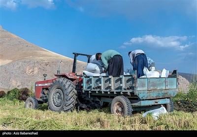  کم آبی و رخوت تغییر الگوی کشت در استان زنجان/ معیشت کشاورزان پاشنه آشیل موفقیت طرح است 