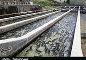 1150 تن ماهیان پرورشی در منابع آبی کشاورزی ‌هرمزگان تولید شد‌