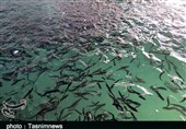 ظرفیت پرورش ماهی در استان بوشهر 500 تن افزایش یافت +تصویر