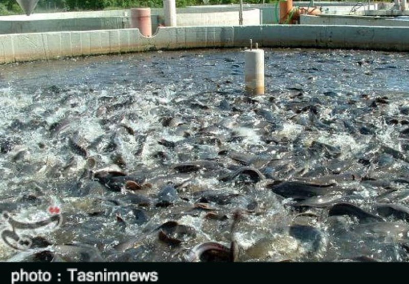پروژه پرورش ماهیان سردابی 20 تنی در بروجرد به بهره‌برداری رسید