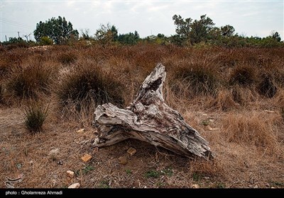 آشوراده،جزیره ای در شرق