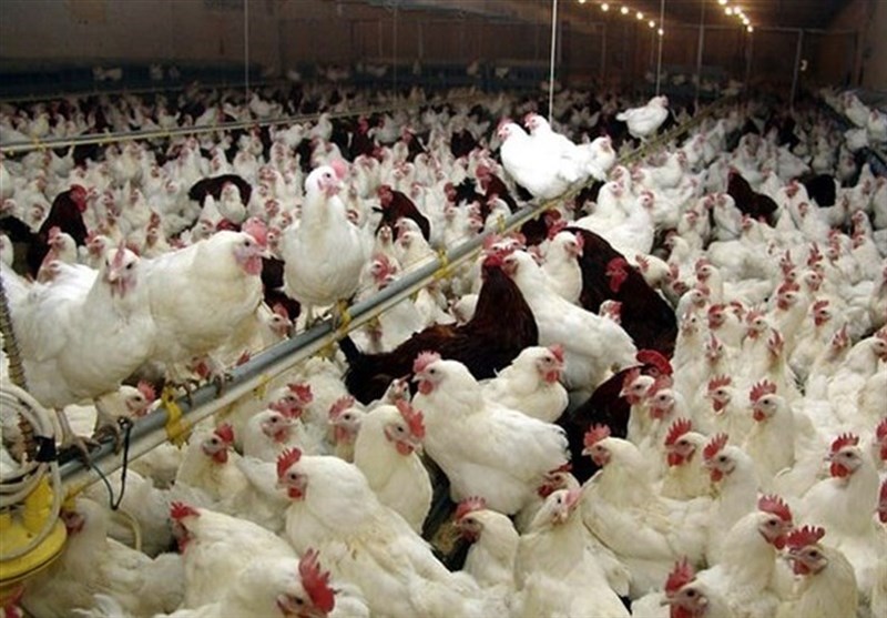 گزارش| بی ثباتی بازار مرغ و تخم مرغ در آذربایجان شرقی؛ از فعالیت واحدهای غیرمجاز تا عدم نظارت‌های لازم در بازار