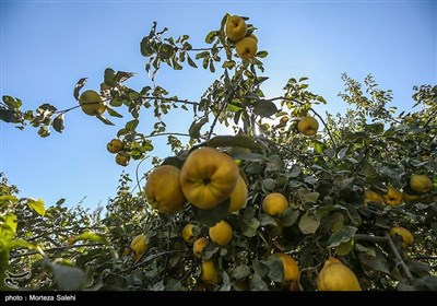 برداشت به از باغات سهروفیروزان -اصفهان