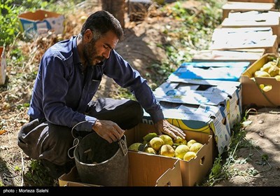 برداشت به از باغات سهروفیروزان -اصفهان