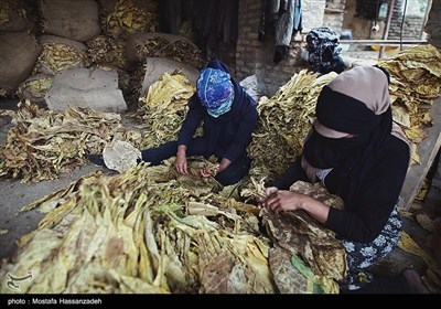 برداشت توتون در گلستان