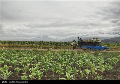 برداشت توتون در گلستان