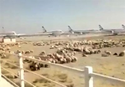  اطلاعیه دامپزشکی: گوسفندهایی که در فرودگاه امام چریدند ترکیه‌ای بودند 