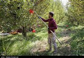 &quot;قطع برق&quot; چالشی که کشاورزی قم را تهدید می‌کند