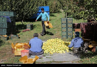 بیش از 60 هزار نفر در استان بطور مستقیم و غیر مستقیم در زمینه سیب مشغول به کار هستند .که این فعالیت ها شامل : داشت، برداشت ، حمل ، فروش ، ذخیره سازی و غیره است .کشاورزان آذربایجان غربی بیش از نیمی از سیب مورد نیاز کشور را تولید می کنند . 