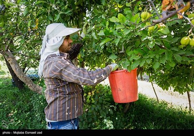 بیش از 60 هزار نفر در استان بطور مستقیم و غیر مستقیم در زمینه سیب مشغول به کار هستند .که این فعالیت ها شامل : داشت، برداشت ، حمل ، فروش ، ذخیره سازی و غیره است .کشاورزان آذربایجان غربی بیش از نیمی از سیب مورد نیاز کشور را تولید می کنند . 