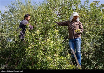 برداشت سیب از باغات ارومیه