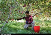 درخواست نماینده اصفهان از مسئولان درباره امهال وام کشاورزان
