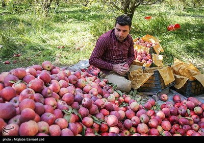 بیش از 60 هزار نفر در استان بطور مستقیم و غیر مستقیم در زمینه سیب مشغول به کار هستند .که این فعالیت ها شامل : داشت، برداشت ، حمل ، فروش ، ذخیره سازی و غیره است .کشاورزان آذربایجان غربی بیش از نیمی از سیب مورد نیاز کشور را تولید می کنند . 