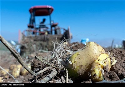  حدود ۶۰ درصد سیب زمینی کاران استان غیربومی هستند و از استانهای همجوار مانند استان اصفهان، همدان و خوزستان بوده که در لرستان زمین اجاره و اقدام به کشت سیب زمینی میکنند.