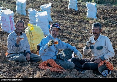 کشت پاییزه سیب زمینی نیز در مناطق سرد و معتدل از جمله شهرهای الشتر، بیرانشهر، دلفان، ازنا، الیگودرز، دورود و بروجرد انجام میشود..