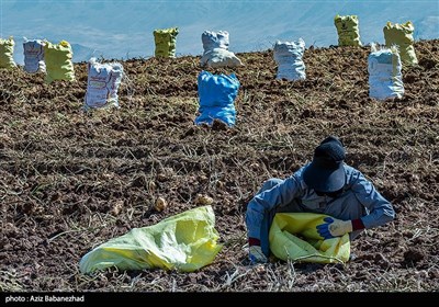  کشت این محصول طبق نظر کارشناسان حوزه آب و خاک در شرایط کنونی که دوران کم آبی سپری می شود، کار نادرستی می باشد و بارها از مسولین استانی غیر قانونی بودن این کار را اعلام کرده اند زیرا برای تولید این محصول آب بسیار زیادی باید صرف شود. موضوع تامیین آب مورد نیاز وصدور مجوزهای آن نکته مهمی است که باید از چه نهادی، چگونگی،چرایی آنرا مورد برسی و کنکاش قرار داد.