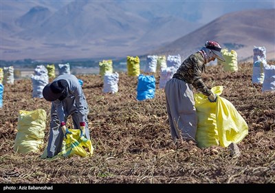  کشت این محصول طبق نظر کارشناسان حوزه آب و خاک در شرایط کنونی که دوران کم آبی سپری می شود، کار نادرستی می باشد و بارها از مسولین استانی غیر قانونی بودن این کار را اعلام کرده اند زیرا برای تولید این محصول آب بسیار زیادی باید صرف شود. موضوع تامیین آب مورد نیاز وصدور مجوزهای آن نکته مهمی است که باید از چه نهادی، چگونگی،چرایی آنرا مورد برسی و کنکاش قرار داد.