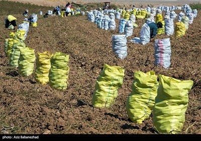 برداشت سیب زمینی در لرستان